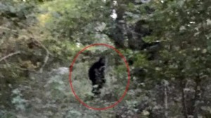 Bigfoot in Sussex